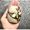 🐉 Septaria de Madagascar - Œuf de Dragon